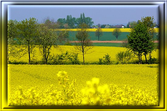 Blhende Rapsfelder