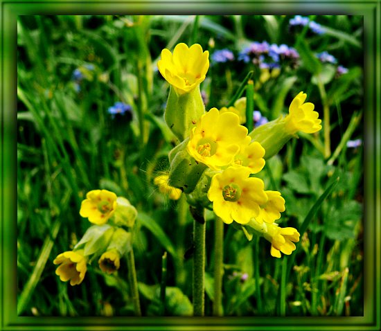 Echte Schlsselblume