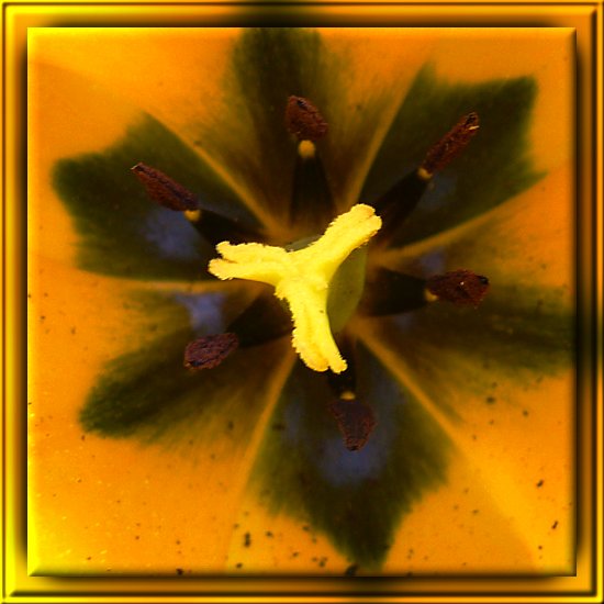 Stempel und Staubfden einer Tulpe