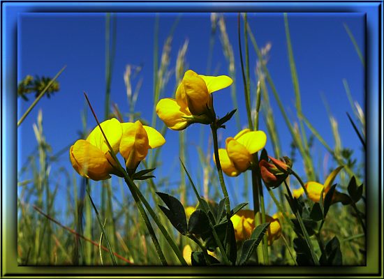 Gemeiner Hornklee
