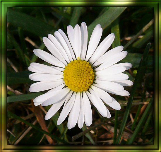Gnseblmchen