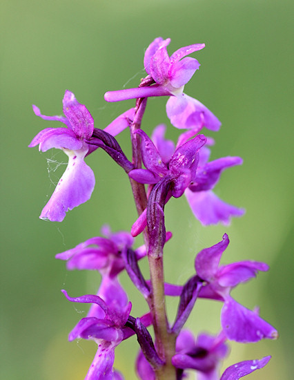M&auml;nnliches Knabenkraut