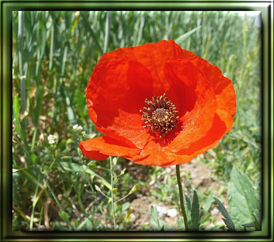 Klatschmohn