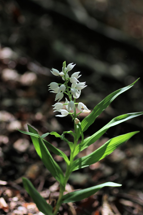 Langbl�ttriges Waldv�glein / Schwertbl�ttriges Waldv�glein (Cephalanthera longifolia)