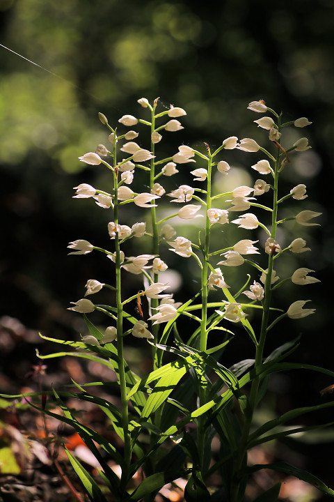 Langbl�ttriges Waldv�glein / Schwertbl�ttriges Waldv�glein (Cephalanthera longifolia)