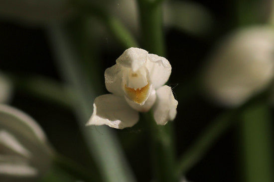 Langbl�ttriges Waldv�glein / Schwertbl�ttriges Waldv�glein (Cephalanthera longifolia)