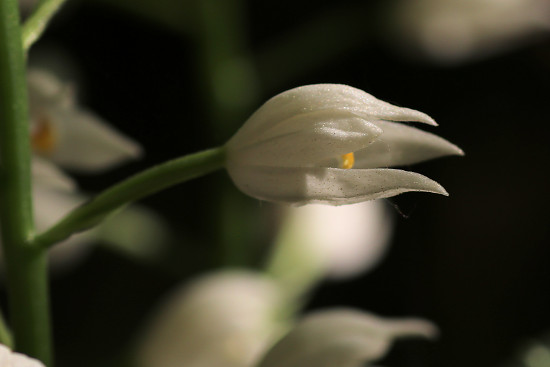 Langbl�ttriges Waldv�glein / Schwertbl�ttriges Waldv�glein (Cephalanthera longifolia)