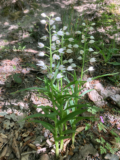 Langbl�ttriges Waldv�glein / Schwertbl�ttriges Waldv�glein (Cephalanthera longifolia)