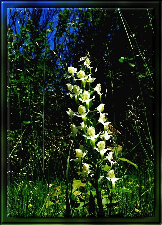 Wei&szlig;e Waldhyazinthe