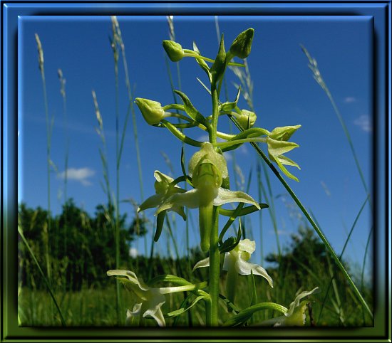 Wei&szlig;e Waldhyazinthe