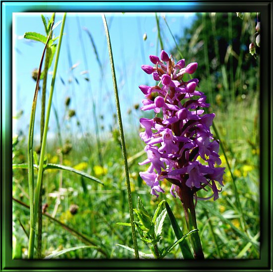 M&uuml;cken-H&auml;ndelwurz