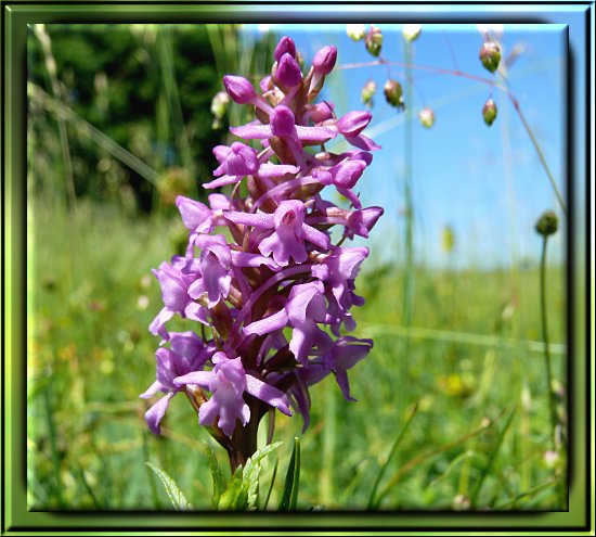 M&uuml;cken-H&auml;ndelwurz