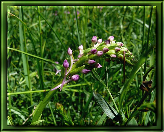 M&uuml;cken-H&auml;ndelwurz