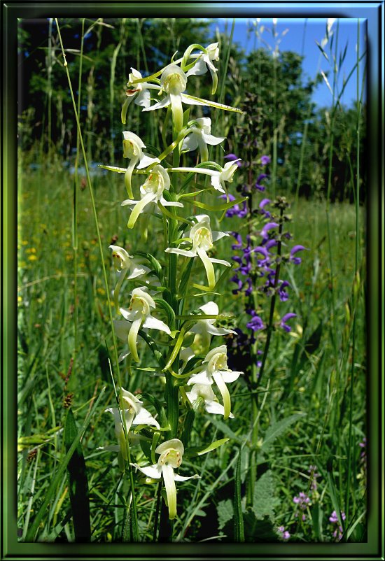 Wei&szlig;e Waldhyazinthe