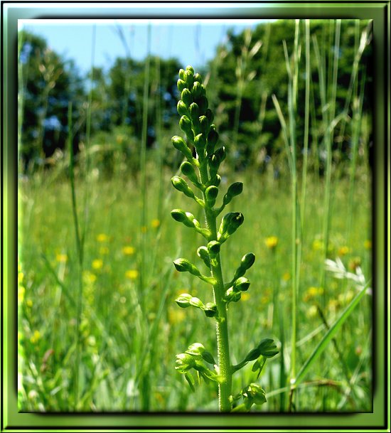 Gro&szlig;es Zweiblatt