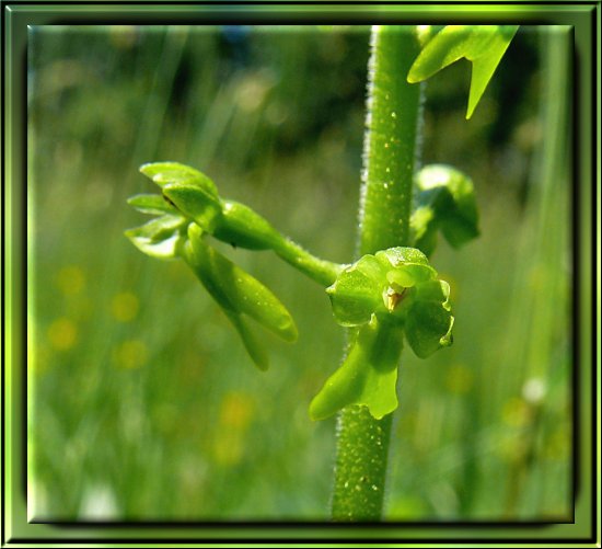 Gro&szlig;es Zweiblatt