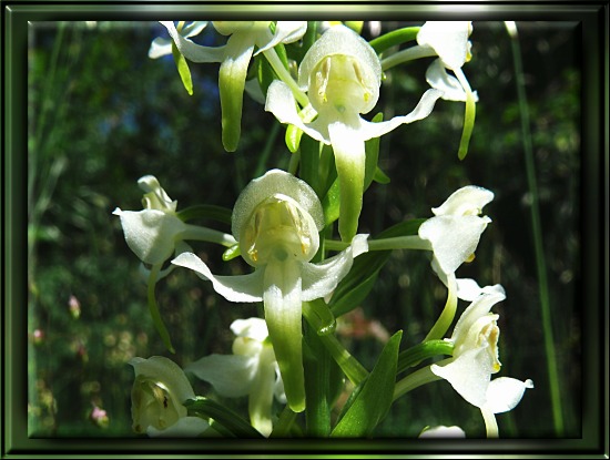 Wei&szlig;e Waldhyazinthe