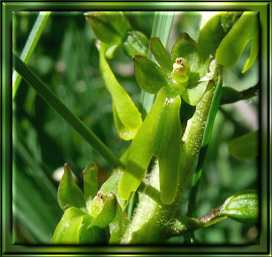 Groes Zweiblatt