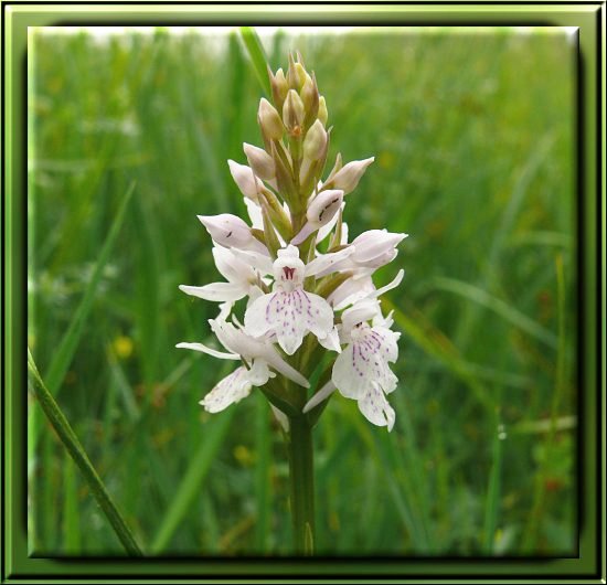 Gew&ouml;hnliches Knabenkraut