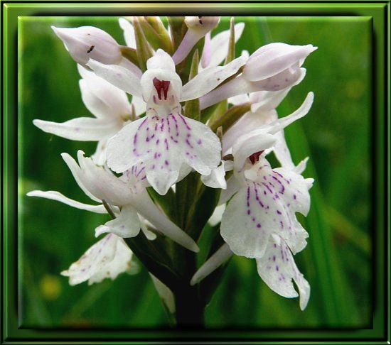 Gew&ouml;hnliches Knabenkraut