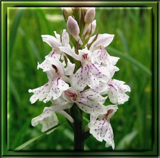 Gew&ouml;hnliches Knabenkraut