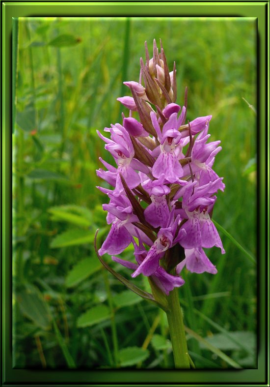 M&auml;nnliches Knabenkraut
