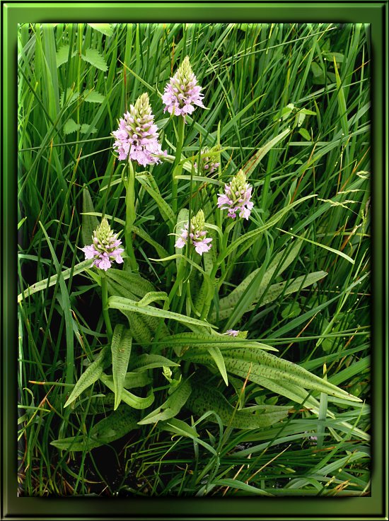Gew&ouml;hnliches Knabenkraut, ganze Pflanze