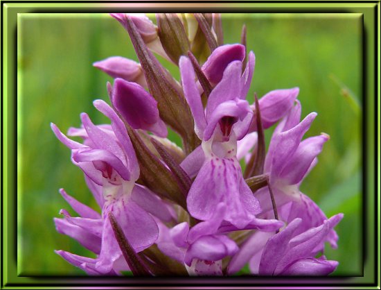 M&auml;nnliches Knabenkraut