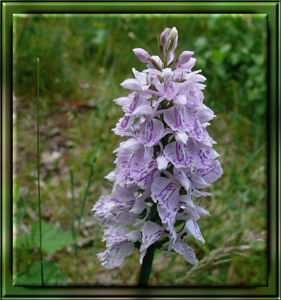 Gew&ouml;hnliches Knabenkraut