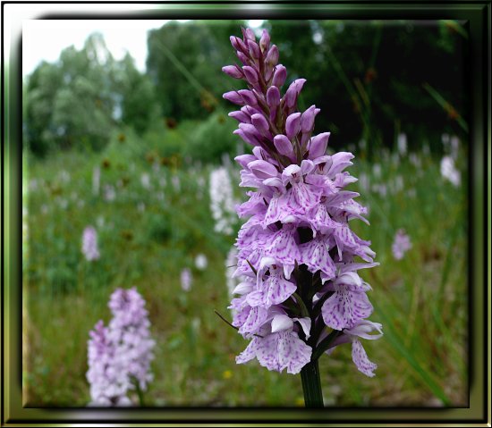 Gew&ouml;hnliches Knabenkraut