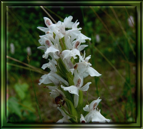 Gew&ouml;hnliches Knabenkraut