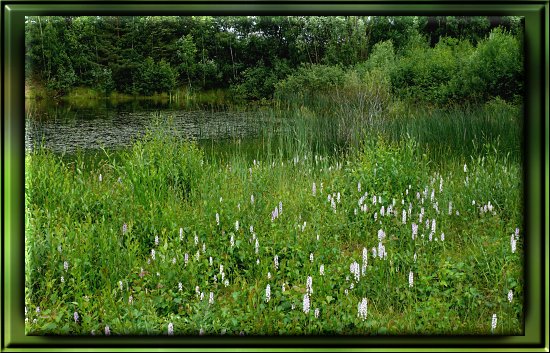 Wiese mit Gew&ouml;hnlichem Knabenkraut