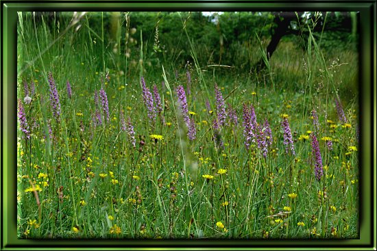 M&uuml;cken-H&auml;ndelwurz