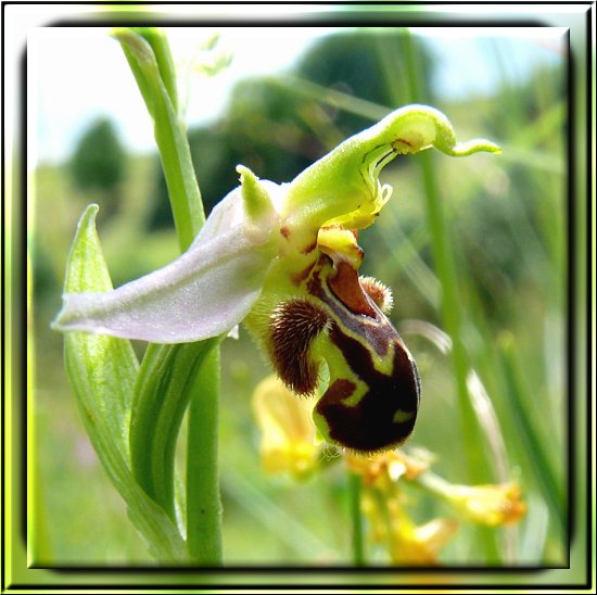 Bienen-Ragwurz