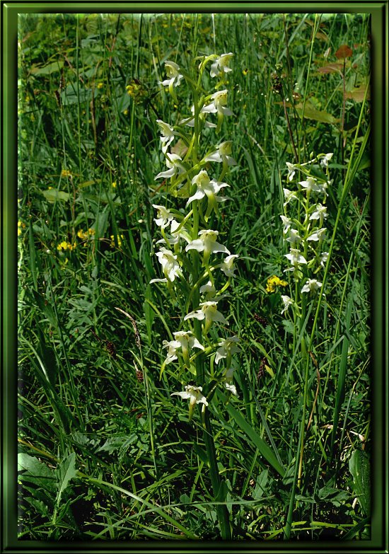 Wei&szlig;e Waldhyazinthe