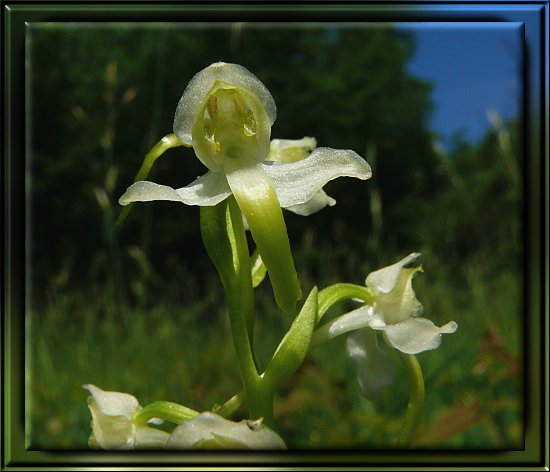 Wei&szlig;e Waldhyazinthe