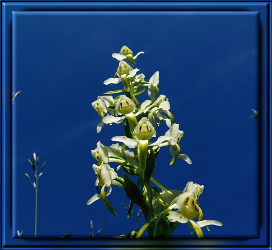 Wei&szlig;e Waldhyazinthe