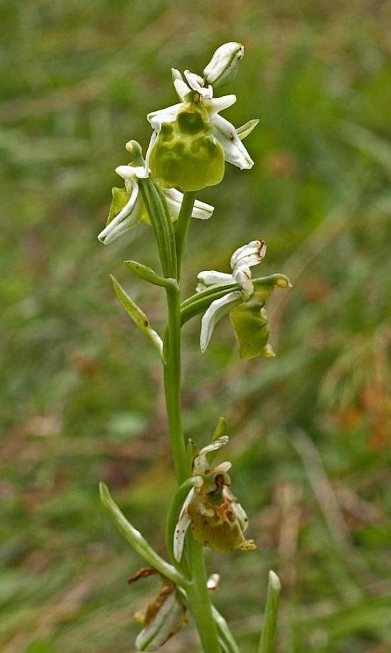 Albino-Hummel-Ragwurz