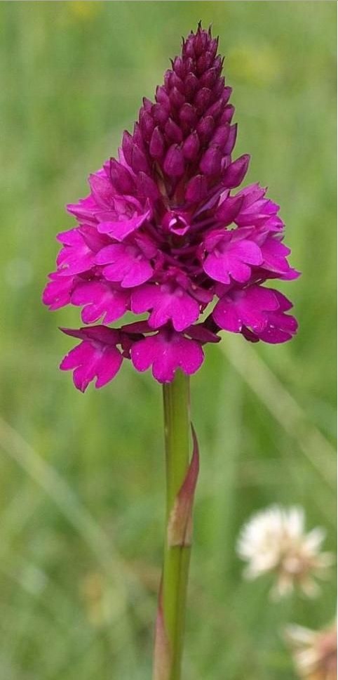 Pyramidenorchis