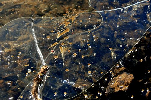 Steinbachtalsperre, Euskirchen-Kirchheim, Naherholungsgebiet, Eisscholle